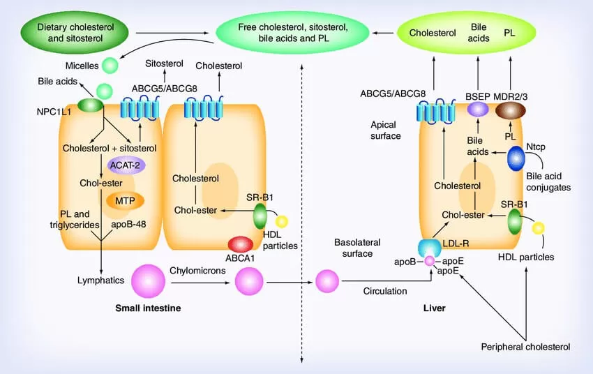 Sterol trafficking pathways (Nghiem-Rao and Patel, 2013) 